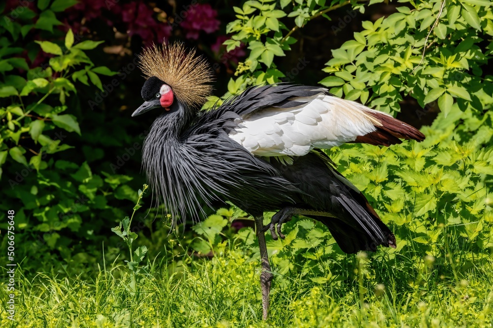 Fototapeta premium portrait of a black crowned crane
