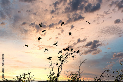 birds in the sunset © Djackson Elias