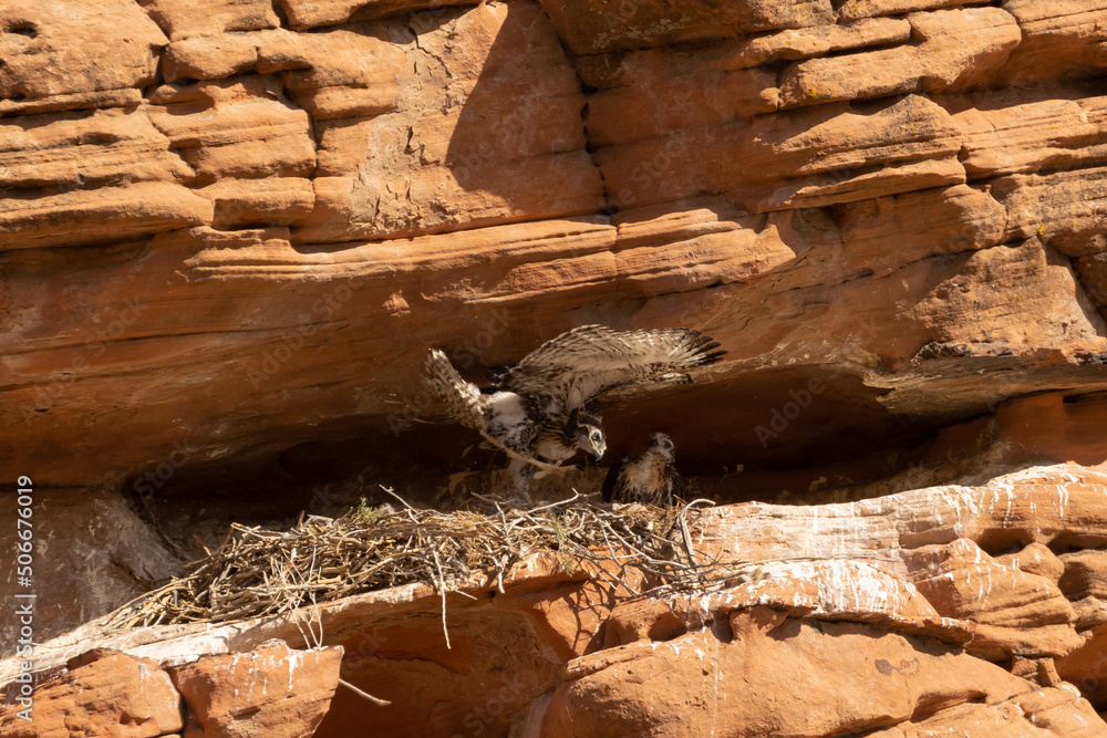 A young red-tailed hawk chick spreads it's wings and hops along the edge of the rocky ledge the nest is built on to practice flying while it's sibling looks on from deeper in the alcove. A young red-tailed hawk chick spreads it's wings and hops along the edge of the rocky ledge the nest is built on to practice flying while it's sibling looks on from deeper in the alcove.