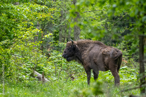 European Bison (Bison bonasus). The Bieszczady Mountains, Carpathians, Poland.