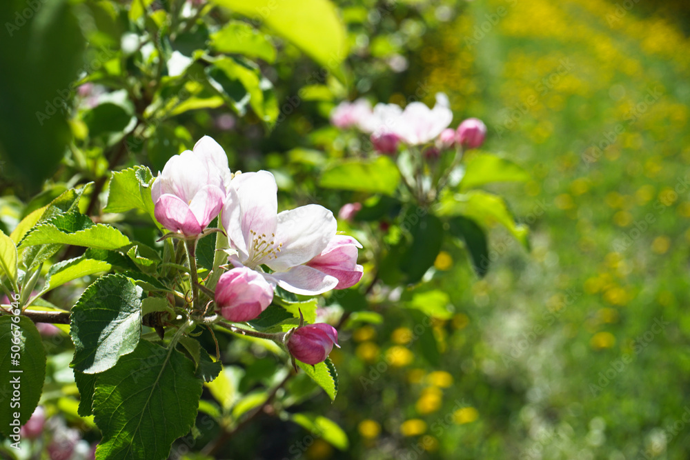 Blossoming apple orchard in spring, space for text, close-up. Apple tree blooming with flowers. Blossoming apple orchard in spring, space for text, close-up. Apple tree blooming with flowers.