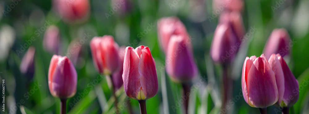 Fototapeta premium Field of red tulip flowers.