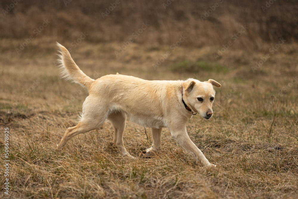 White mongrel dog walks on dry grass