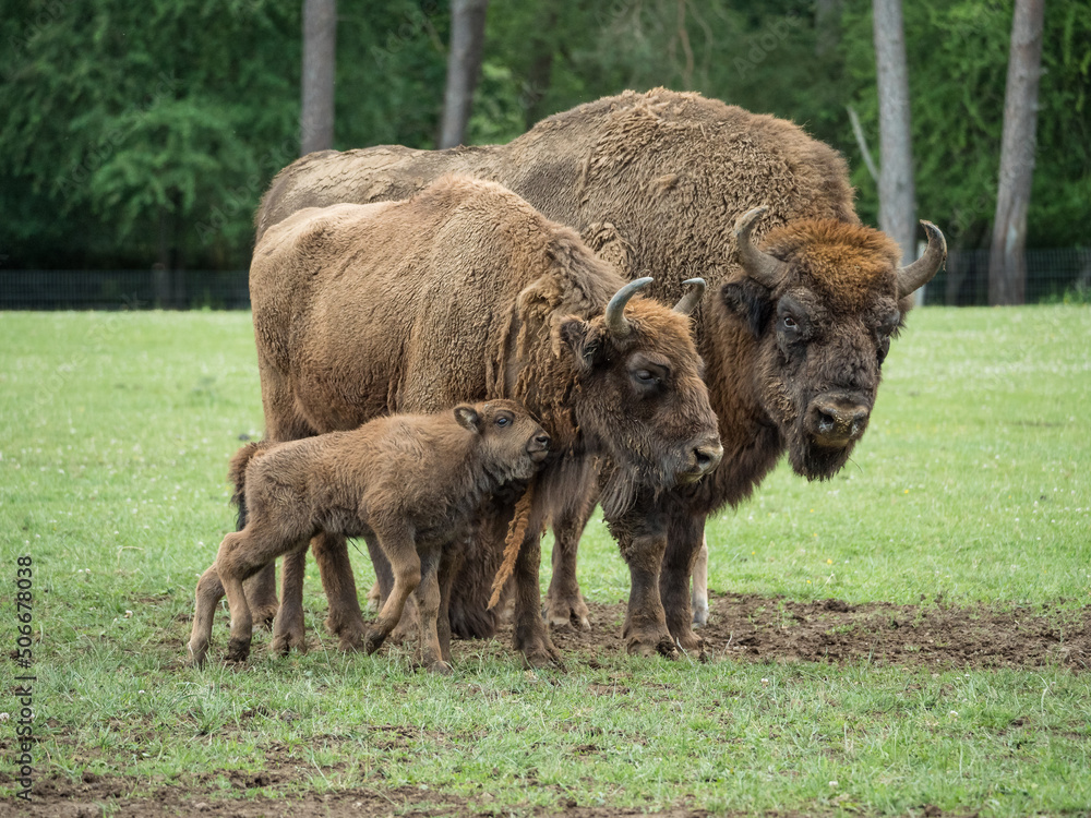 Bison bonasus, bison d'Europe dans une prairie Bison bonasus, bison d'Europe dans une prairie