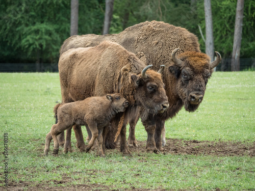 Bison bonasus, bison d'Europe dans une prairie