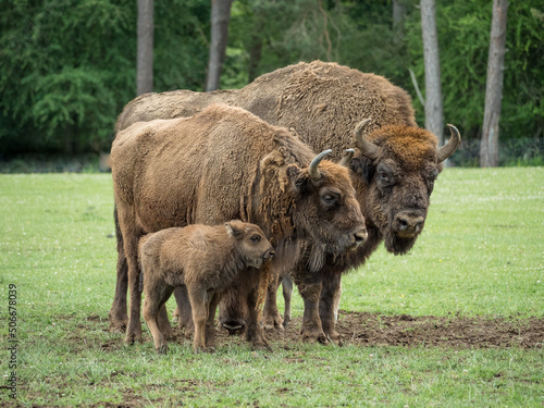 Bison bonasus, bison d'Europe dans une prairie
