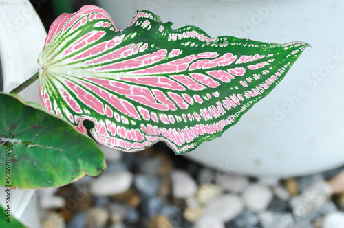 Caladium ,Caladium ThaiBeauty or Dieffenbachia seguine or Caladium bicolor or Araceae photo