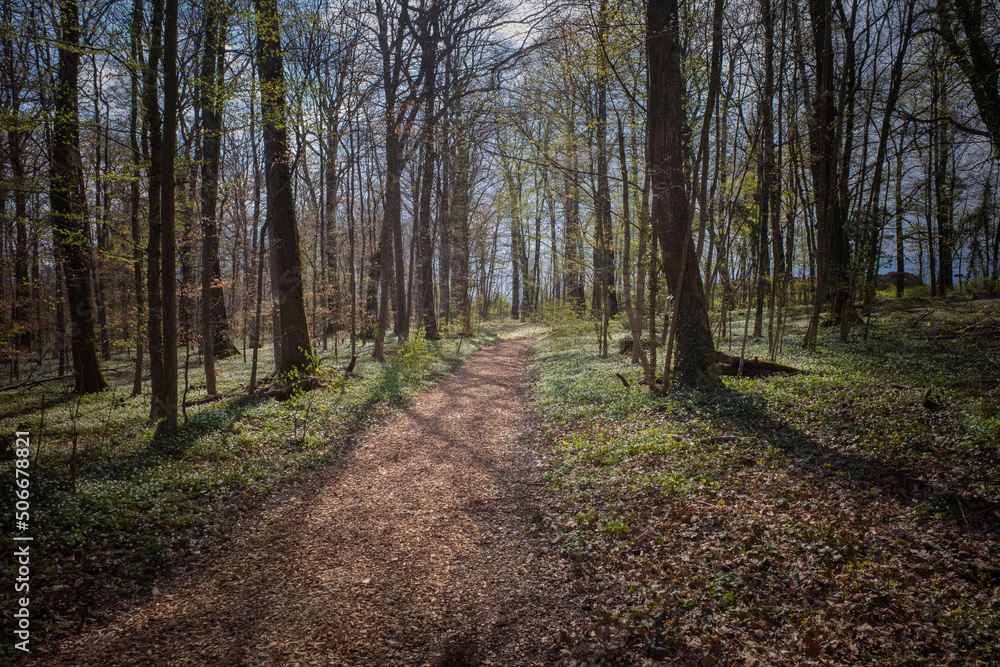 Obraz premium renaissance de la Forêt