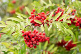 A bunch of ripe red rowan berries with leaves on a branch close-up.