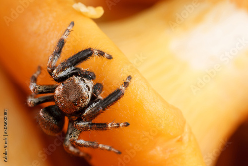 Jumping spider on a yellow chanterelle mushroom background photo