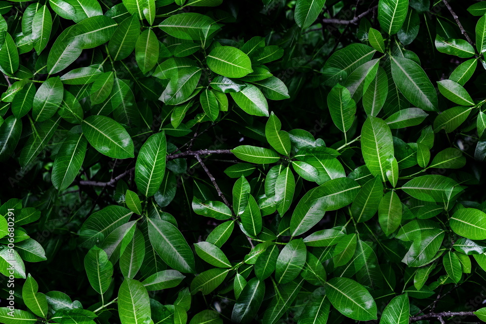 Fresh green leaves background, Overlay fresh leaf pattern, Natural foliage textured and background Fresh green leaves background, Overlay fresh leaf pattern, Natural foliage textured and background