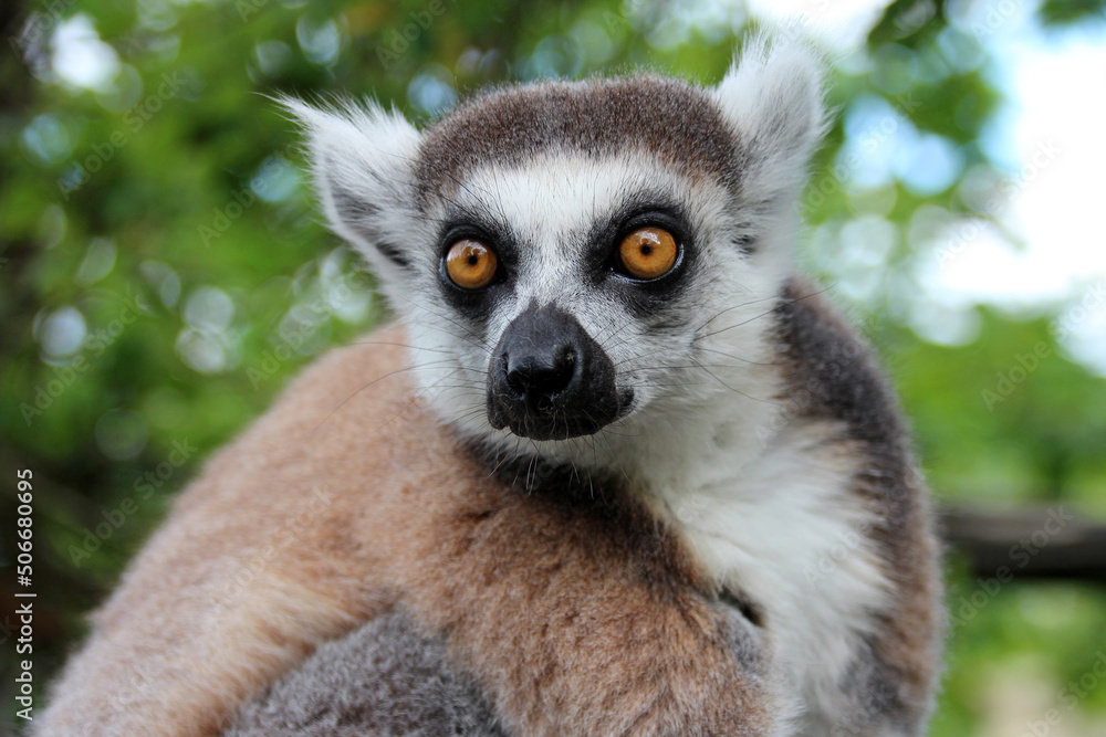 Obraz premium lemur (maki catta) in a zoo in france