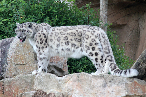 snow leopard in a zoo in france