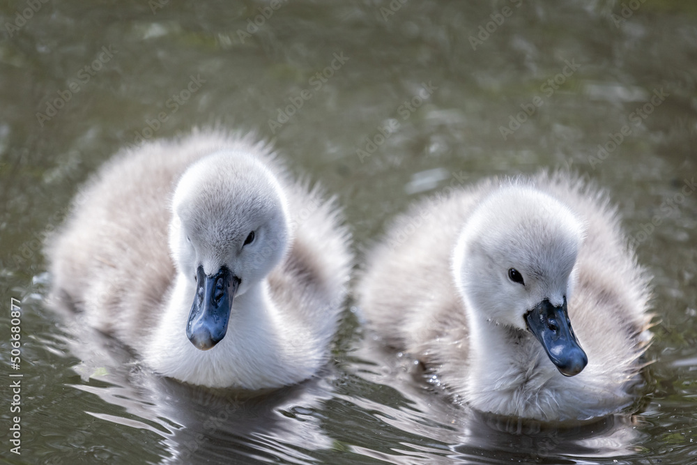 Close up of a pair of cute fluffy cygnets swimming on lake Close up of a pair of cute fluffy cygnets swimming on lake
