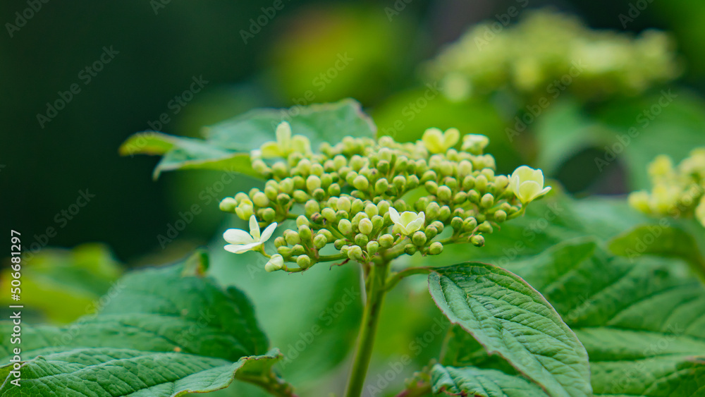 Nature, plants and flowers. Nature, plants and flowers.