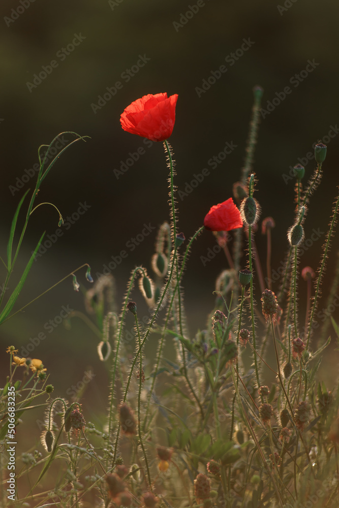 Obraz premium red poppies in a grass field 