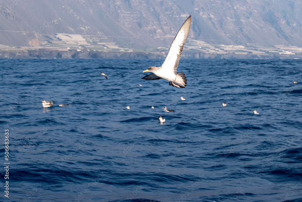 Fototapeta premium seagull in the sea