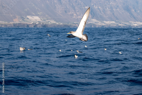 seagull in the sea