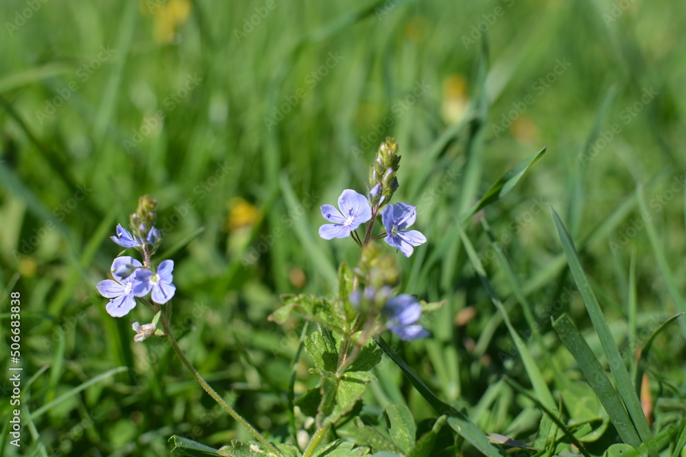 Fototapeta premium blue flowers 