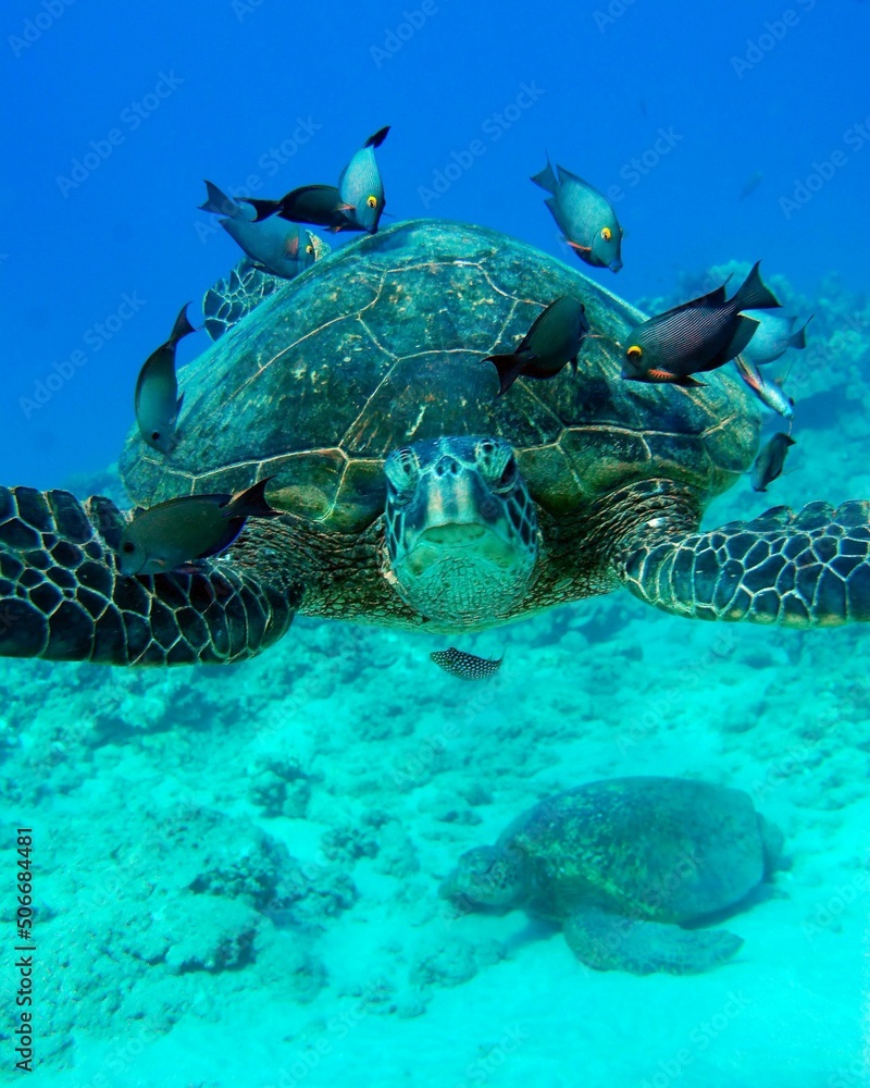 Fototapeta premium Large sea turtle swimming underwater