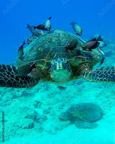 Large sea turtle swimming underwater