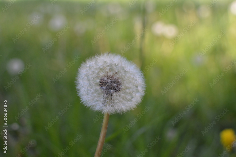 flowers in the field