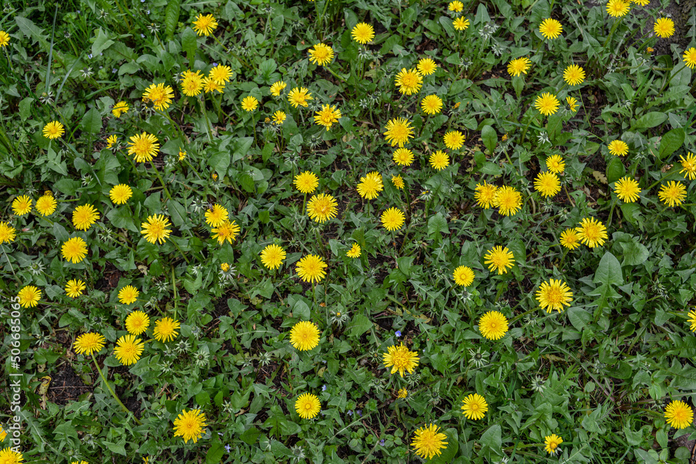 Close-up view of beautiful bright yellow blooming dandelions