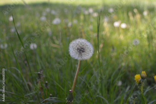 flowers in the field