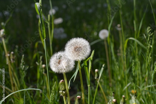 flowers in the field