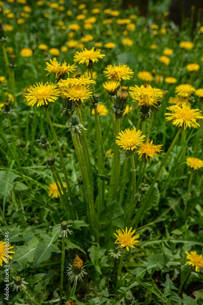 Close-up view of beautiful bright yellow blooming dandelions Close-up view of beautiful bright yellow blooming dandelions