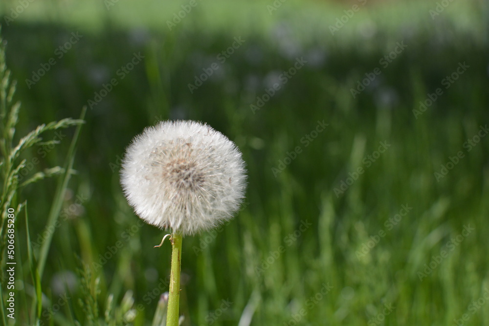 flowers in the field flowers in the field