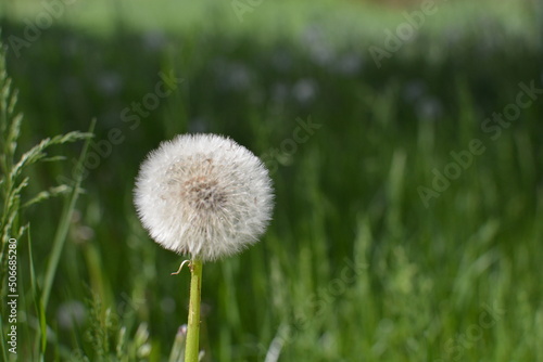 flowers in the field