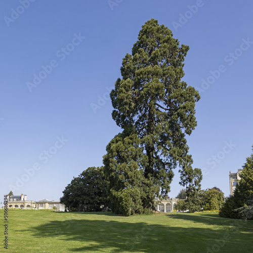  Sequoiadendron giganteum photo