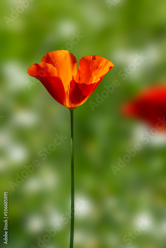 California poppy (Eschscholzia Californica)