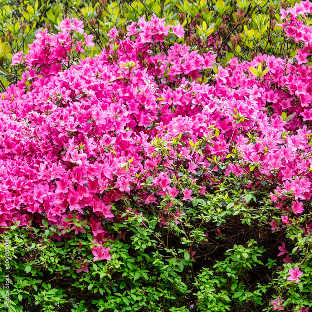 Obraz premium Rhododendrons in Windsor Great Park, United Kingdom