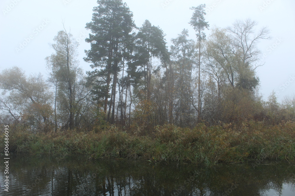 Shore of a forest lake in the fog