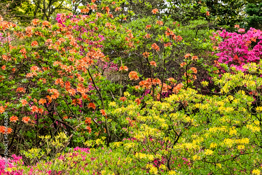 Rhododendrons in Windsor Great Park, United Kingdom