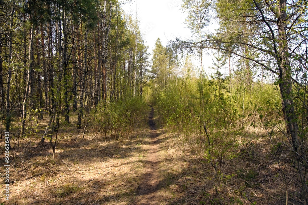 Hunting in the forest with blue sky Hunting in the forest with blue sky