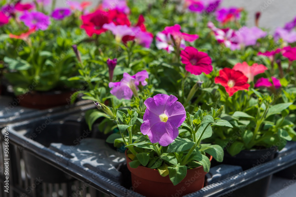 Spring colorful flower planted in a box. Spring colorful flower planted in a box.