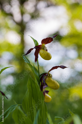 Wallpaper Mural Cypripedium calceolus beautiful yellow flower on green background with nice bokeh. Torontodigital.ca