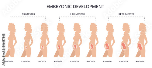 Human fetus development. Pregnancy. Illustration showing stages in human embryonic development. Inside the womb