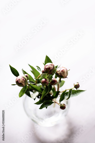 Pink peonies flowers in glass vase