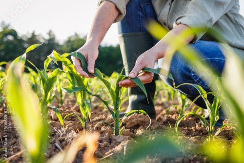 Fototapete Farmer examining corn plant in field