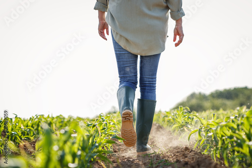 Farmer with rubber boots is walking in dry corn field. Agricultural activity in cultivated land at arid climate