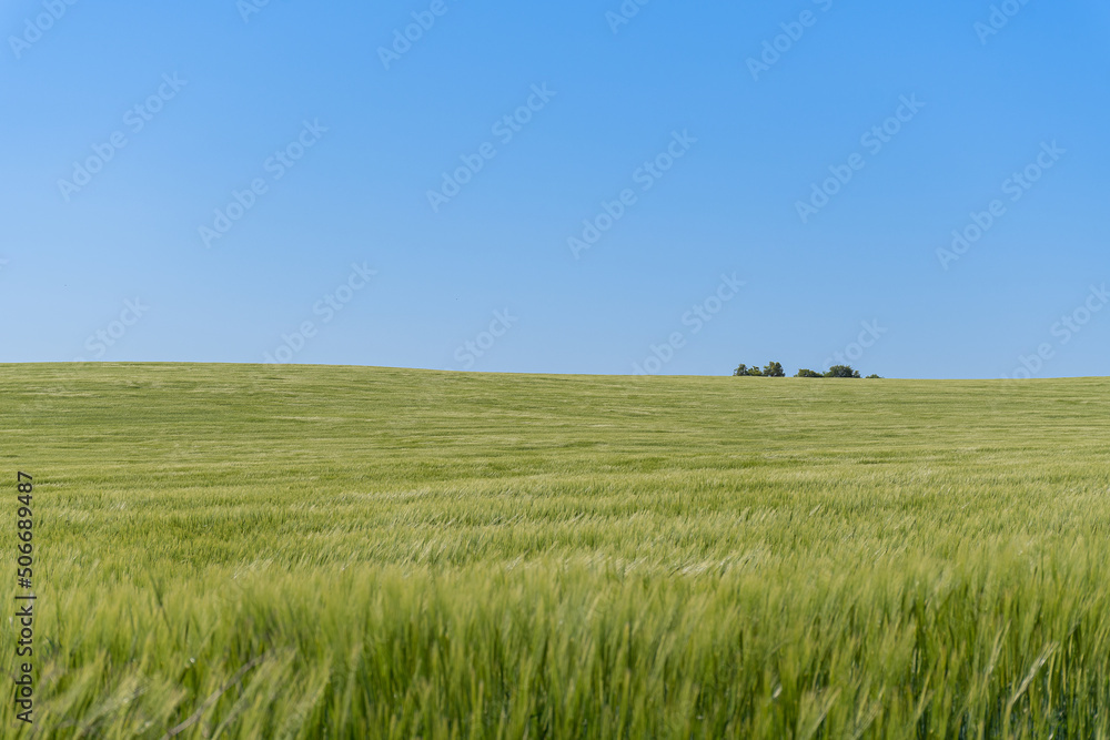 green barley fields, in rolling terrain with blue skies. biodiversity and nature