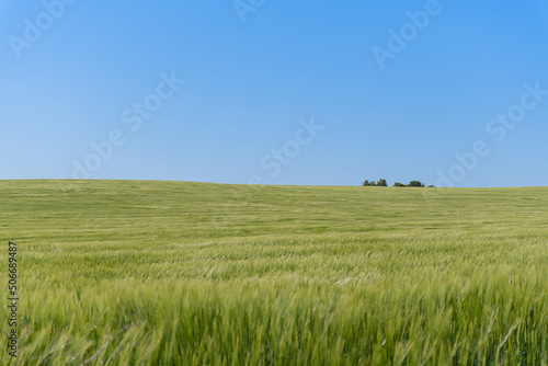 green barley fields  in rolling terrain with blue skies. biodiversity and nature