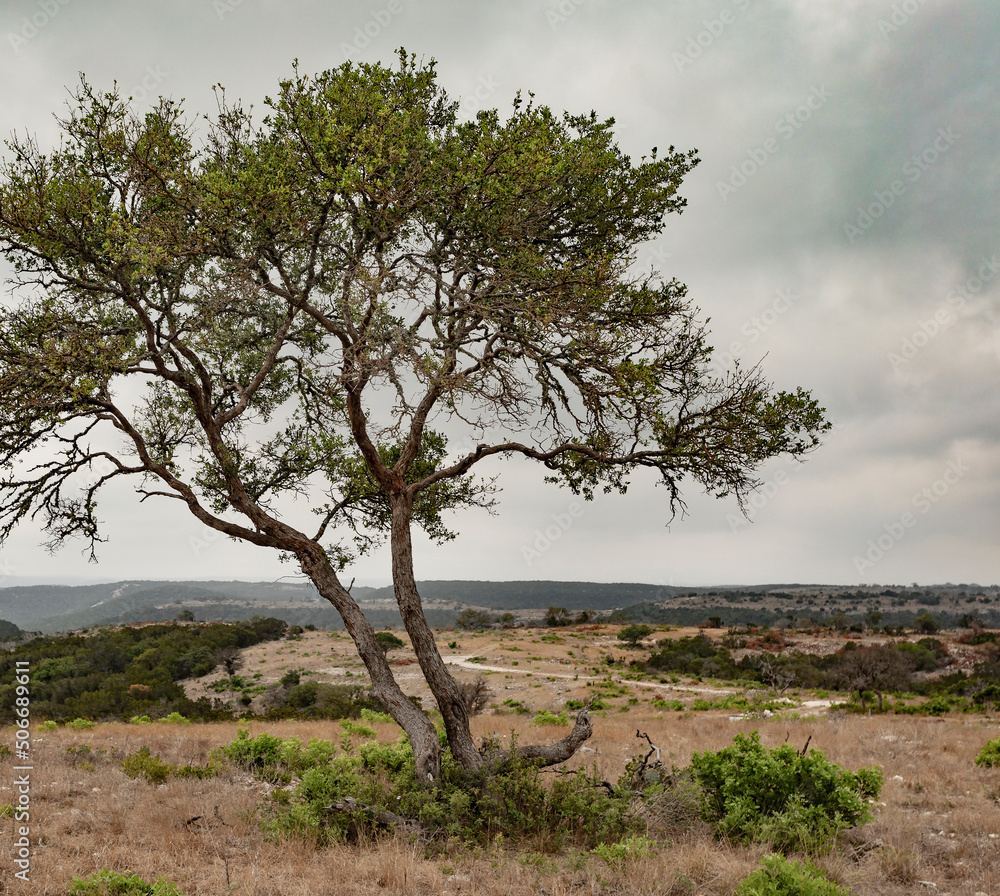 Texas hill country mesquite tree