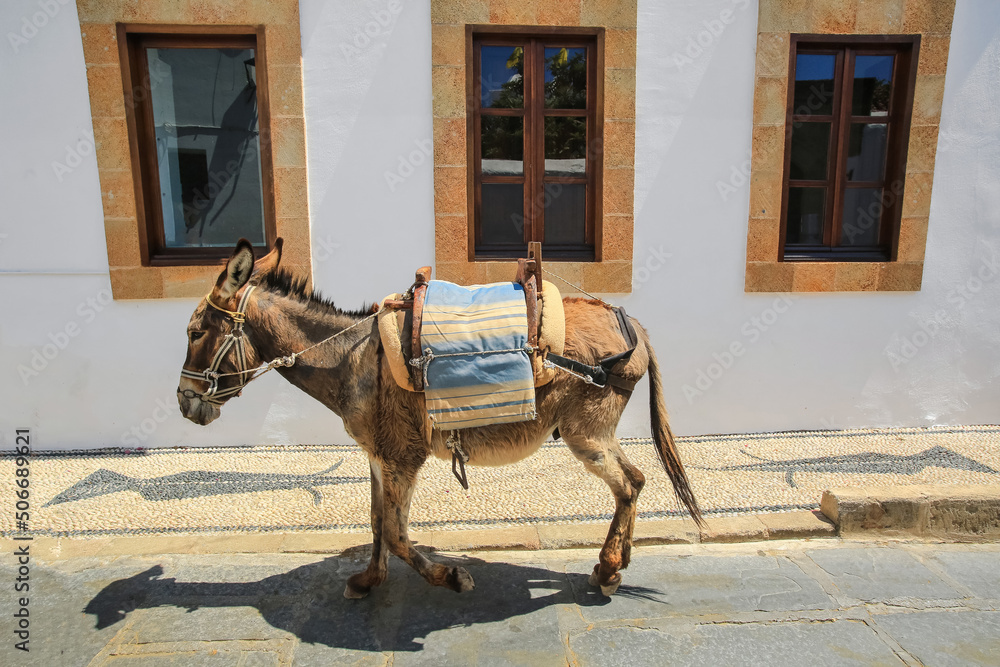 Naklejka premium Donkeys in the town Lindos