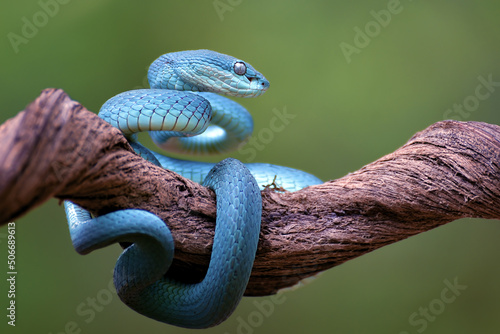 Blue pit viper on a tree branch