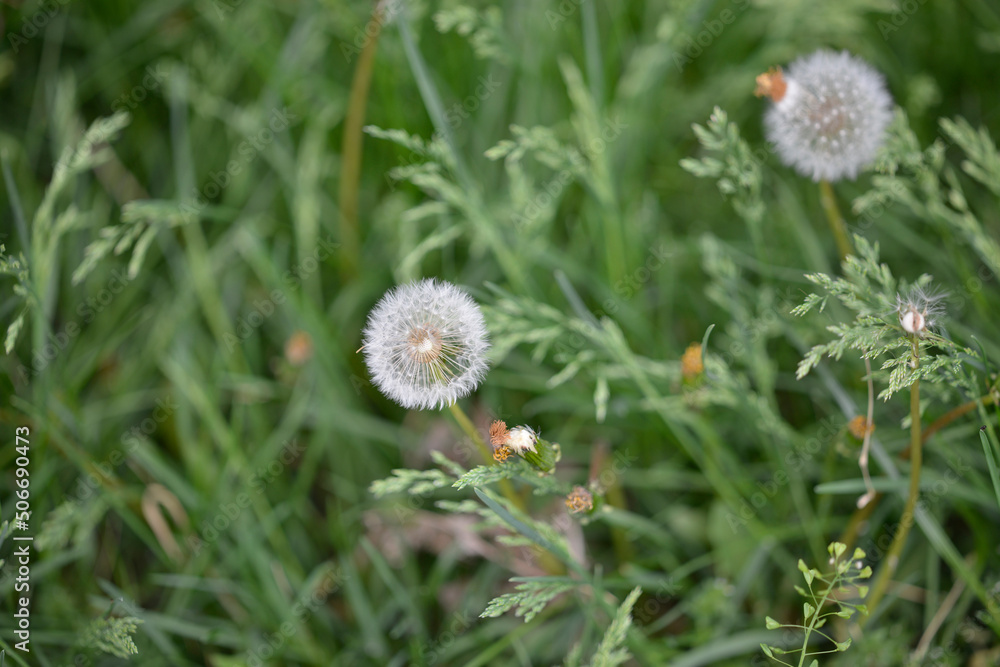 Dandelions : Selective focus Dandelions : Selective focus